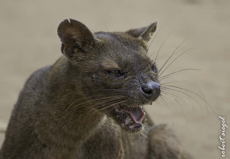 fossa